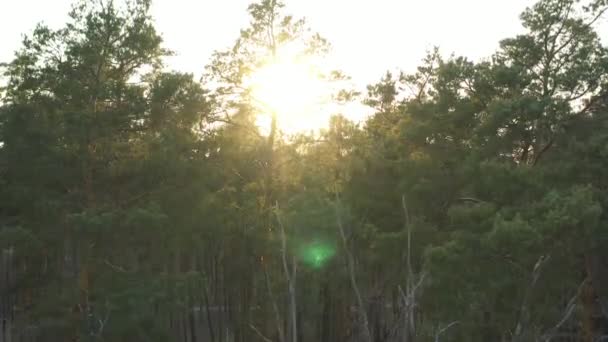 Vue Sur Forêt Depuis Drone Supérieur Flyiong Sur Copter Dessus — Video