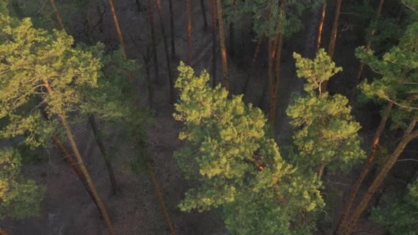 Вид Зверху Ліс Летить Копіювальному Апараті Над Деревами Захід Сонця — стокове відео