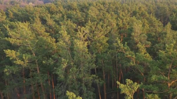 Вид Лес Сверху Полет Вертолете Над Деревьями Закат Свежий Отдых — стоковое видео