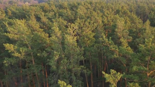 Výhled Les Shora Létání Helikoptéře Nad Stromy Západ Slunce Svěží — Stock video