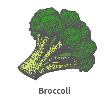 Vektör çizim yeşil brokoli çizilmiş tops