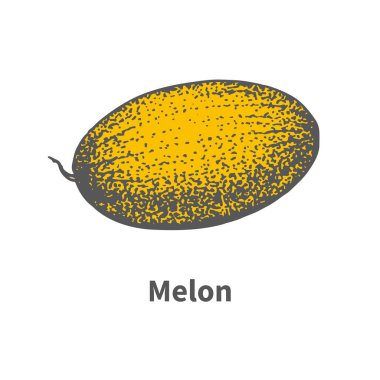 Vektör çizilmiş tek sulu olgun sarı kavun