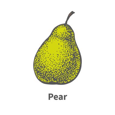 Vektör çizilmiş tek olgun sulu yeşil armut