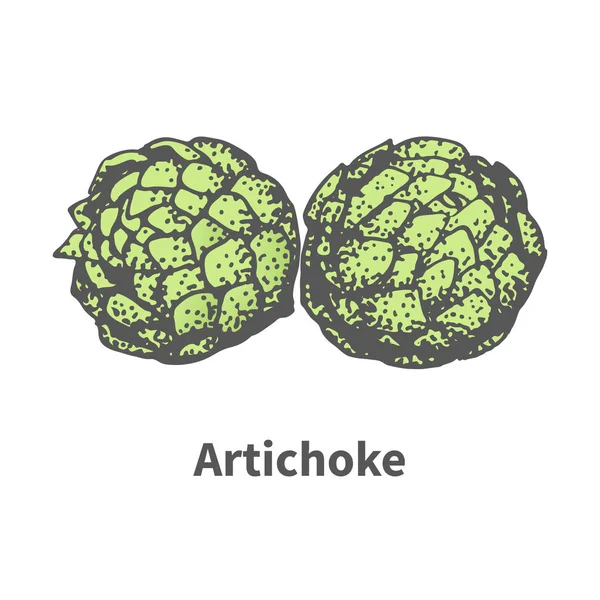 Vector illustration hand-drawn artichoke bud — Stock Vector
