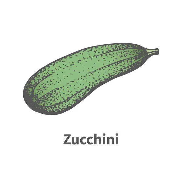 Vektor handgezeichnete grüne reife große Zucchini — Stockvektor