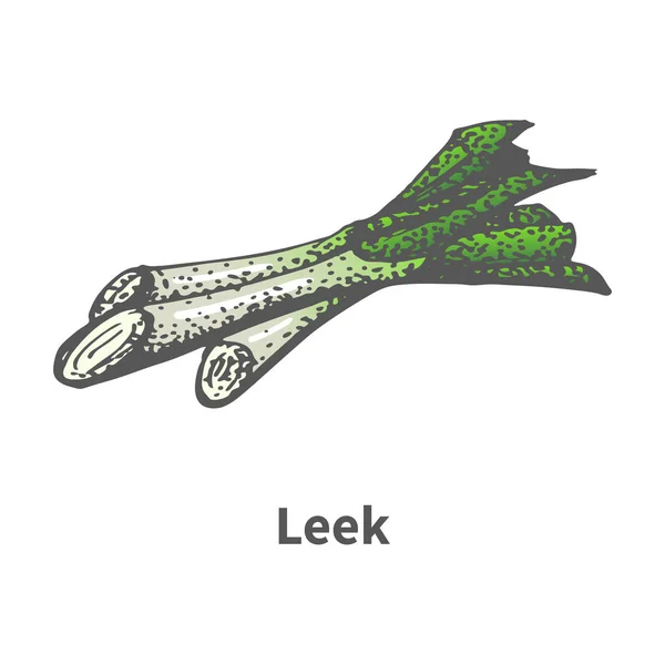 Vector illustration sketch hand-drawn green leek — Stock Vector