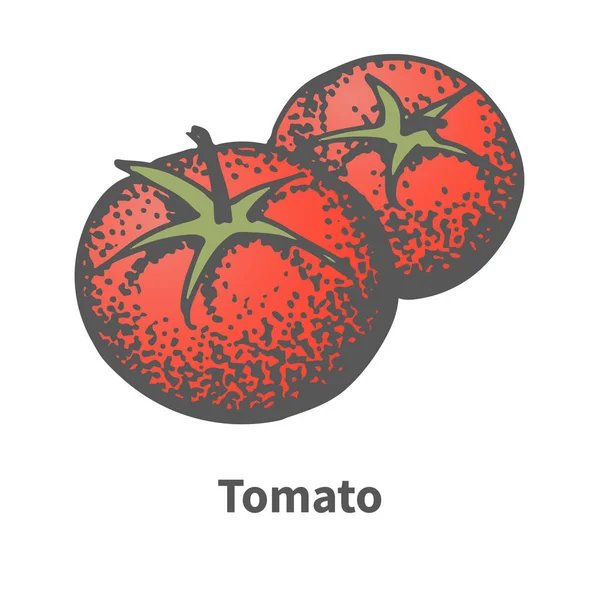 Dibujo de ilustración vectorial tomate rojo dibujado a mano — Archivo Imágenes Vectoriales