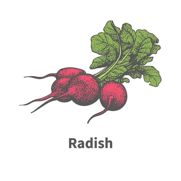 Vector de rábano rojo maduro dibujado a mano con tapas verdes — Archivo Imágenes Vectoriales