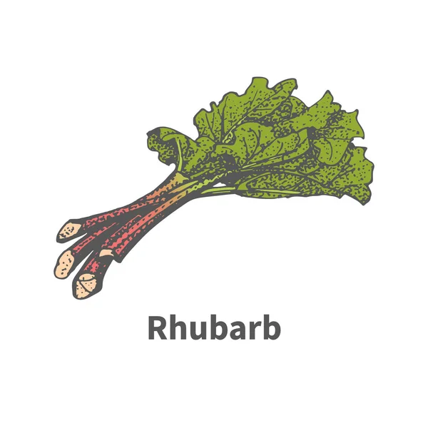 Illustration vectorielle croquis rhubarbe dessinée à la main — Image vectorielle