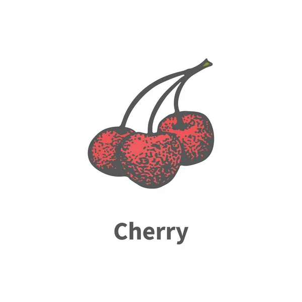 矢量手绘成熟红色多汁的樱桃树枝上 — 图库矢量图片