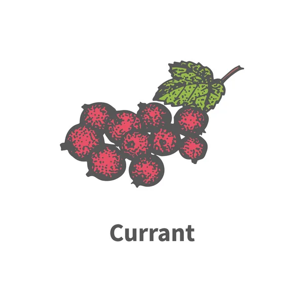 矢量绘制手绘群成熟的红醋栗 — 图库矢量图片