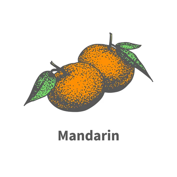 Vektor menggambar tangerine matang dengan tangan yang digambar - Stok Vektor