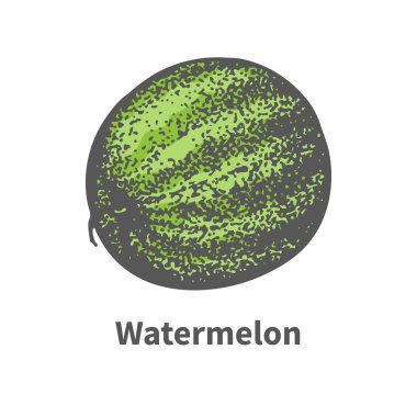 Vektör tek sulu yeşil karpuz