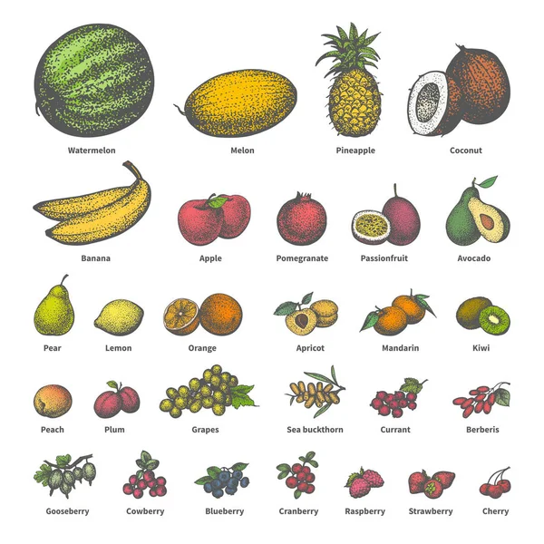 Vector big set different colored juicy ripe fruit — Stock Vector