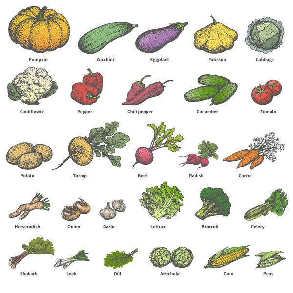 Vector gran conjunto de verduras maduras de diferentes colores — Vector de stock