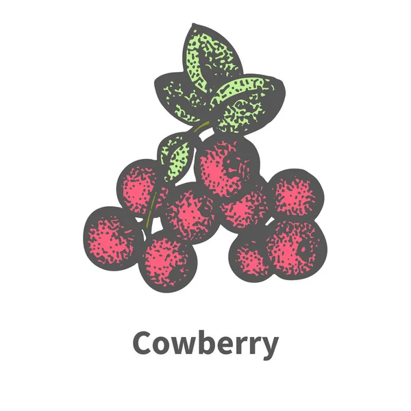 Gruppo illustrazione vettoriale di cowberry rosso maturo — Vettoriale Stock