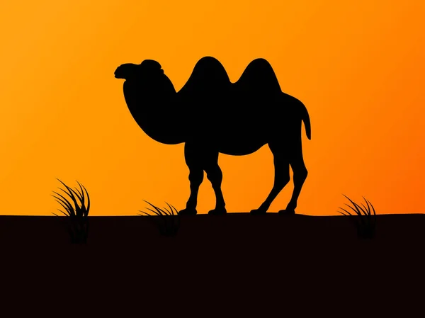 Vector silhouette camel on the background sunset — Stock Vector