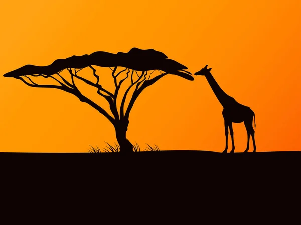 Vector black silhouette of a giraffe and acacia — Stock Vector