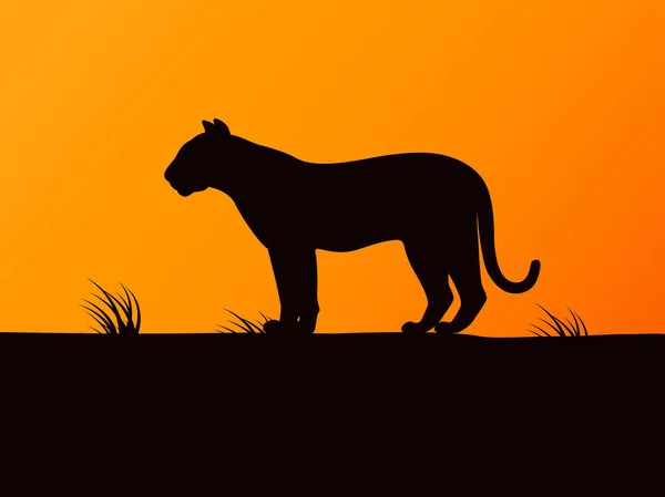 Vecteur noir silhouette tigre sur le coucher du soleil — Image vectorielle