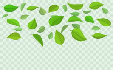 İlkbahar düşen yeşil yapraklar