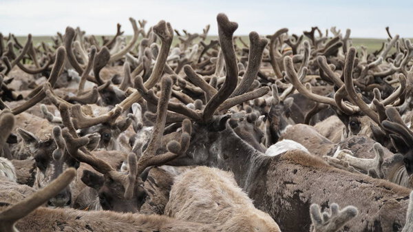 A herd of deer in the tundra. Place on a stand. The Yamal Peninsula.