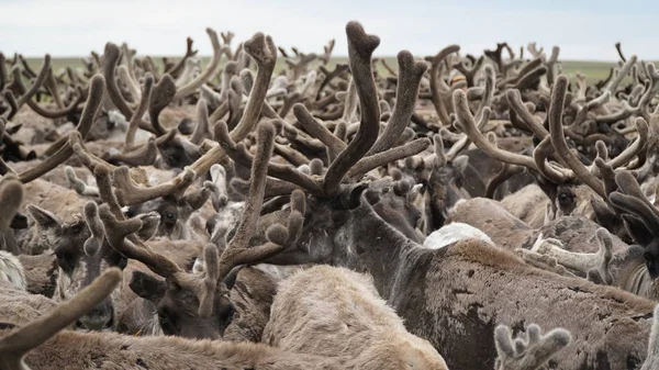 Un branco di cervi nella tundra. Posizionare su un supporto. La penisola di Yamal . Foto Stock Royalty Free