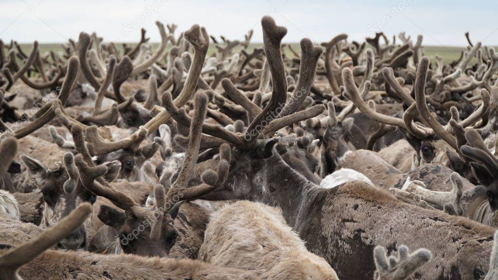 A herd of deer in the tundra. Place on a stand. The Yamal Peninsula.