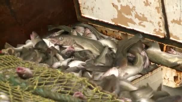 Ryby z sieci pobiera do przechowywania. — Wideo stockowe