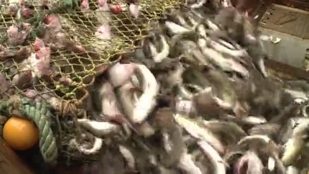 Il pesce da una rete arriva a tenere . — Video Stock