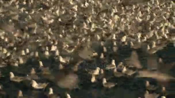 海鸥成群结队来鱼废物从船 — 图库视频影像