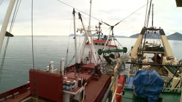 Unloading of fish from the fishing trawler on the transport vessel. — Stock Video