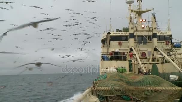 As gaivotas voam atrás de uma prancha do arrastão de pesca . — Vídeo de Stock