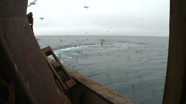 As gaivotas voam atrás de uma prancha do arrastão de pesca . — Vídeo de Stock