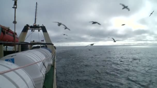 Måsarna svävar bakom en styrelse fisketrålare. — Stockvideo