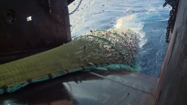 Trol yükselişi gemisine, balıklarla dolu — Stok video