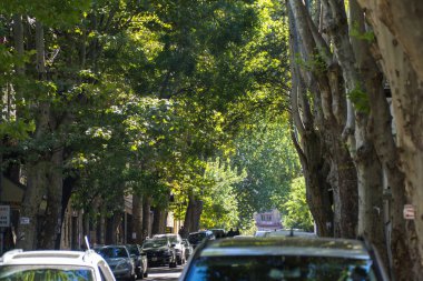 Tiflis, Gürcistan merkezinde yüksek ağaçları ile Green Street.