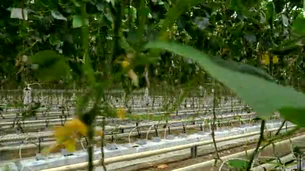 点滴灌漑法による温室でキュウリを栽培します。滑らかなカメラの動き. — ストック動画