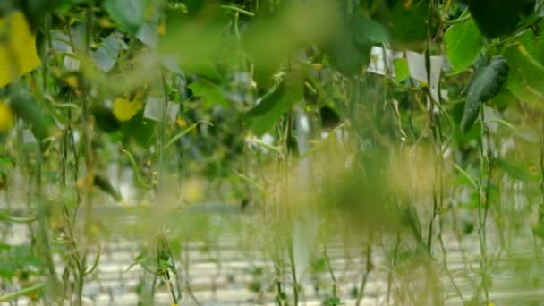 Cultivo de pepinos en el invernadero mediante el método de riego por goteo. Transición del enfoque de la cámara . — Vídeo de stock