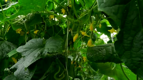 Culture de concombres en serre par irrigation goutte-à-goutte. Mouvement de caméra lisse . — Video