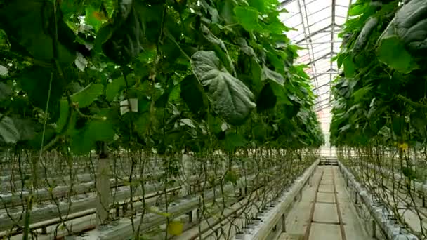 Cultivo de pepinos en el invernadero mediante el método de riego por goteo. Movimiento suave de la cámara . — Vídeo de stock