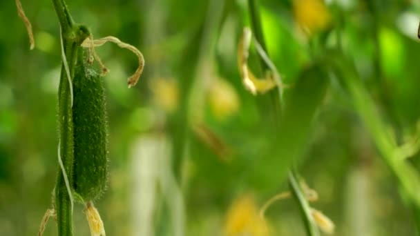 Culture de concombres en serre par irrigation goutte-à-goutte. Transition de mise au point caméra . — Video