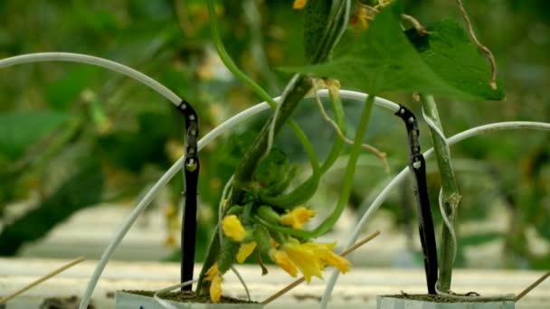 Cultivando pepinos na estufa pelo método de irrigação por gotejamento. Movimento suave da câmera . — Vídeo de Stock