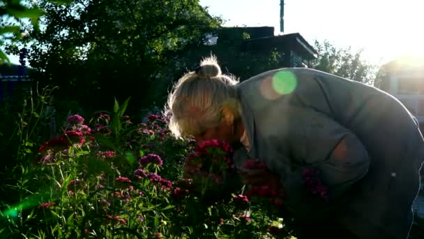Літня жінка в саду перевіряє квіти — стокове відео