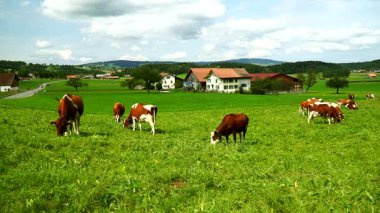 Alpine meadows İsviçre Gruyeres bölge üzerinde otlatma bir çan ile inek.