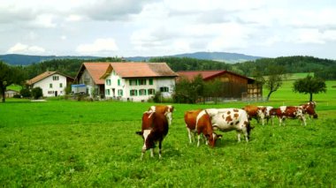 Alpine meadows İsviçre Gruyeres bölge üzerinde otlatma bir çan ile inek.