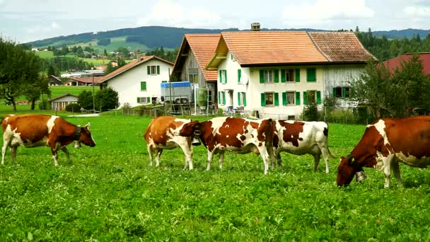 Krowy z dzwonki pasących się na alpejskich łąk w dzielnicy Gruyères, Szwajcaria. — Wideo stockowe