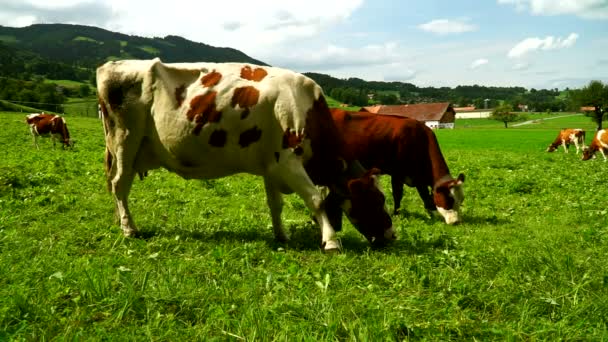 Vaches à cloches broutant dans les prairies alpines du district de Gruyères, Suisse .