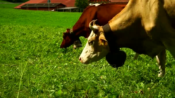 Krowy z dzwonki pasących się na alpejskich łąk w dzielnicy Gruyères, Szwajcaria. — Wideo stockowe
