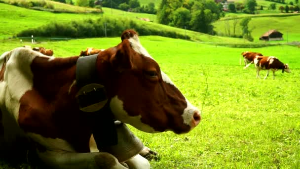 Vacas con campanas pastando en prados alpinos en el distrito de Gruyeres, Suiza . — Vídeos de Stock