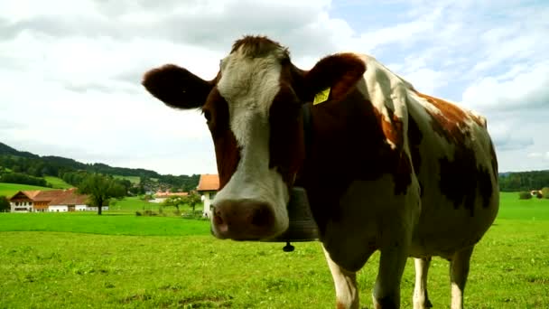 Mucche con campane al pascolo sui prati alpini nel distretto di Gruyeres, Svizzera . — Video Stock